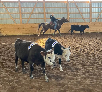 Adam participating in Ranch Sorting