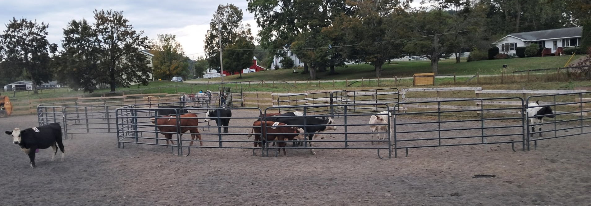 Cattle Image
