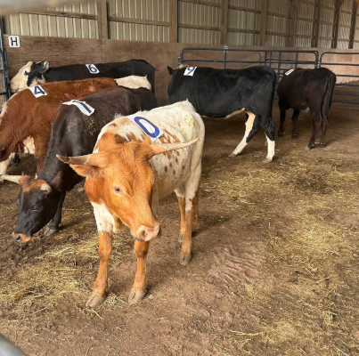 Cattle Image