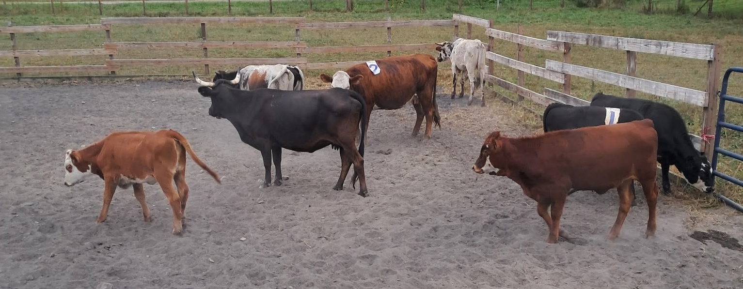 Cattle Image